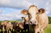 Une vache debout dans un pré avec son troupeau à Feather Down Mount Pleasant, dans le sud-ouest de l’Angleterre.