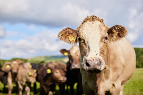A cow standing in a grassy field with a herd at Feather Down Mount Pleasant holiday park in South West England.