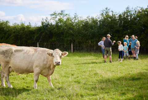 Una vaca en un campo verde con un grupo de personas al fondo en Feather Down Mount Pleasant, Inglaterra.
