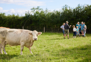 Een koe graast in een veld met een groep mensen op de achtergrond bij Feather Down Mount Pleasant, Engeland.