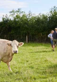 Een koe graast in een veld met een groep mensen op de achtergrond bij Feather Down Mount Pleasant, Engeland.
