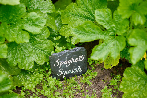 Spaghettipompoen planten met frisgroene bladeren en een bordje bij Feather Down Chesters, Noordwest-Engeland.