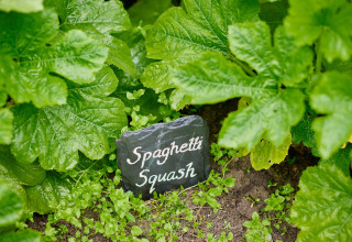Spaghetti-Kürbis-Pflanzen mit grünem Blattwerk und einem Schild im Feather Down Chesters, Nordwestengland.