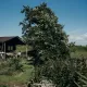 Safari-teltet Tent cottage med privat bruser ligger ved bondens hus i Feather Down TaarTenTuin, Holland.