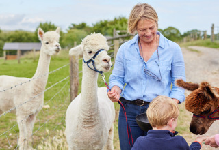 Frau und Kind füttern Alpakas auf dem Feather Down East Shilvinghampton Ferienpark in Südwestengland.