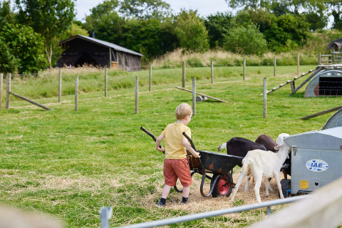 Ein Kind füttert Ziegen auf dem Feather Down East Shilvinghampton Ferienpark in Südwestengland.