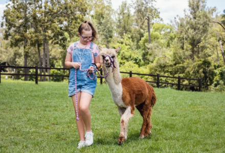 Fille promenant un lama sur une pelouse près de Weymouth, Sud-Ouest de l’Angleterre, avec des arbres autour.