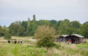 Mucche al pascolo accanto alle tende glamping a Feather Down Heydon Grove Farm, villaggio vacanze nell'Est Inghilterra.