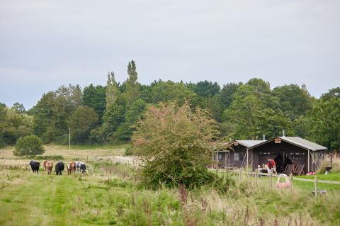 Kühe auf einer Wiese mit Zelten auf Feather Down Heydon Grove Farm, Ferienpark in Ostengland, Großbritannien.