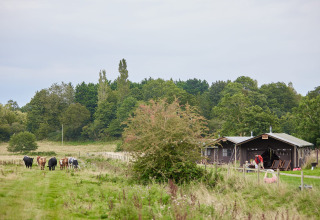 Koeien grazen bij safaritenten op Feather Down Heydon Grove Farm, vakantiepark in Oost-Engeland, VK.