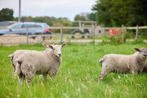 Sheep grazing on green grass at Feather Down Heydon Grove Farm, a holiday park in East of England, UK.