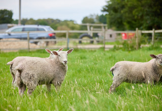 Sheep grazing on green grass at Feather Down Heydon Grove Farm, a holiday park in East of England, UK.