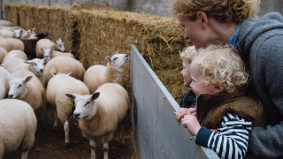 Familie, der nyder at se får på Feather Down Hollings Hill feriepark i West Midlands, Storbritannien.