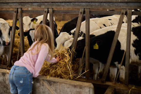 A child feeding hay to black and white calves through a fence at Feather Down Gwel Teg Farm in England.