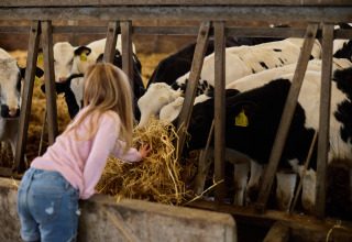 Et barn fodrer sort-hvide kalve med hø gennem en staldrist på Feather Down Gwel Teg Farm i England.