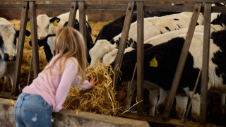 Un niño alimenta a terneros blancos y negros con heno en Feather Down Gwel Teg Farm en Inglaterra.
