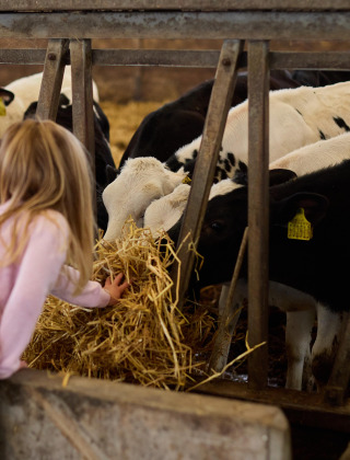 Un niño alimenta a terneros blancos y negros con heno en Feather Down Gwel Teg Farm en Inglaterra.