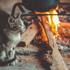 Un chat mignon assis près d’un feu de bois à l’intérieur d’un hébergement glamping dans un parc de vacances.