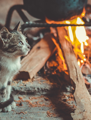 Un chat mignon assis près d’un feu de bois à l’intérieur d’un hébergement glamping dans un parc de vacances.