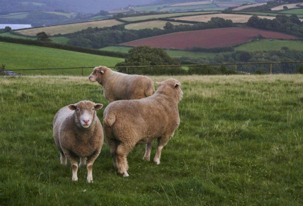 Tres ovejas pastan tranquilamente en un campo verde cerca de Kingswear, en el suroeste de Inglaterra, con colinas al fondo.