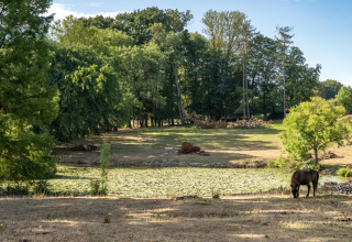 Landschaft mit einem Pony, grünen Bäumen und einem Teich im Feather Down La Ferme de Fontenille Park.