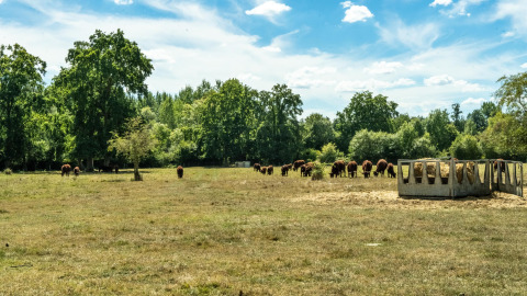 Weite Wiese mit grasenden Kühen und Futterstation bei Feather Down La Ferme de Fontenille, Spanien.