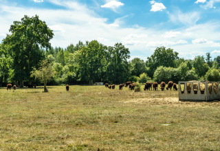 Landelijk veld met grazende koeien en hooivoeder bij Feather Down La Ferme de Fontenille, Spanje.