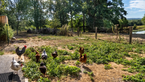 Chickens roam freely on a rustic Spanish farm surrounded by green fields and trees on a sunny day.