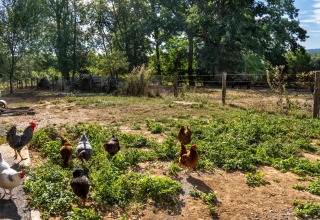 Kippen lopen vrij rond op een Spaanse boerderij met groene velden en bomen op een zonnige dag.