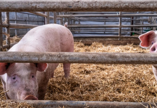 To grise i en halmfyldt stald med metalhegn på Feather Down La Ferme de Fontenille, De Kanariske Øer.
