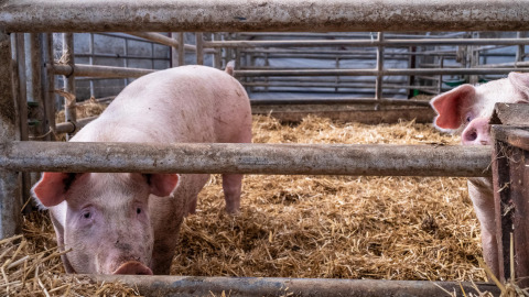 Zwei Schweine stehen in einem Stall mit Stroh und Metallgittern bei Feather Down La Ferme de Fontenille.