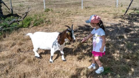 Ein Kind füttert eine Ziege mit Gras auf Feather Down La Ferme de Fontenille auf den Kanaren, Spanien.