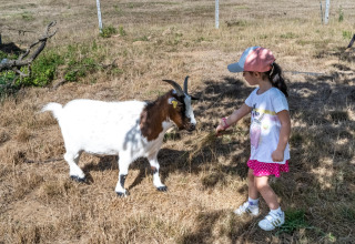 Een kind voedt een geit met gras op Feather Down La Ferme de Fontenille, Canarische Eilanden, Spanje.