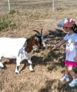 Ein Kind füttert eine Ziege mit Gras auf Feather Down La Ferme de Fontenille auf den Kanaren, Spanien.