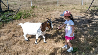 Une enfant donne de l’herbe à une chèvre à Feather Down La Ferme de Fontenille, Îles Canaries, Espagne.