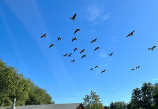 En flok fugle flyver over Feather Down La Ferme de Fontenille ved en teltlejr i det grønne landskab.