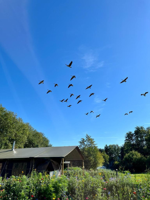 Eine Schar Vögel fliegt über Feather Down La Ferme de Fontenille auf einem Naturcampingplatz mit Blumen.