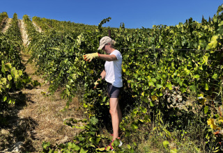 Person høster druer i en solrig vinmark på Agriturismo Angeli Sognanti feriepark i Marche, Italien.