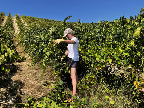 Person høster druer i en solrig vinmark på Agriturismo Angeli Sognanti feriepark i Marche, Italien.