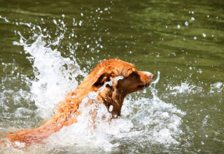 Un cane nuota e spruzza acqua al parco vacanze Camp Kyllburg in Renania-Palatinato, Germania.