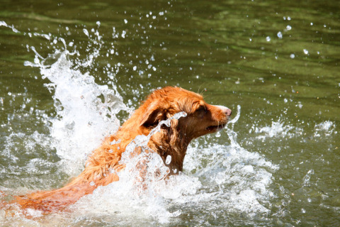 Ein Hund spielt und schwimmt begeistert mit Wasserspritzern im Teich bei Camp Kyllburg, Rheinland-Pfalz.