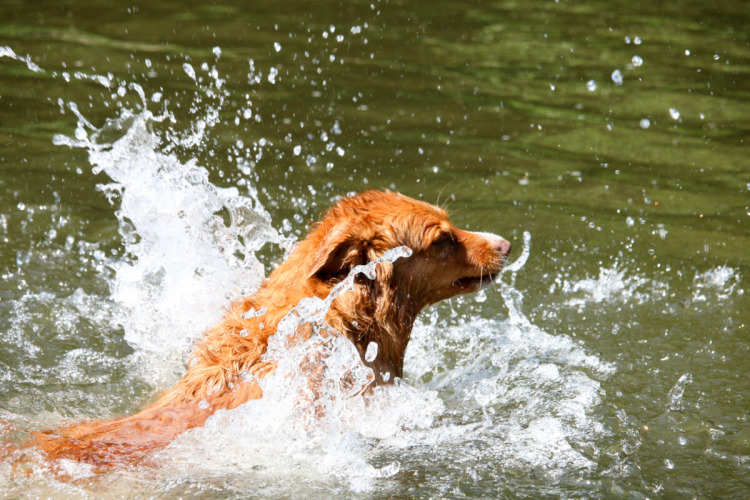 Ein Hund spielt und schwimmt begeistert mit Wasserspritzern im Teich bei Camp Kyllburg, Rheinland-Pfalz.