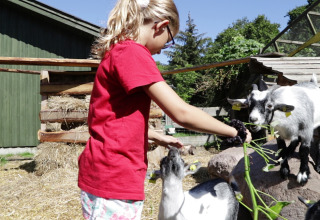 Niña alimenta cabras con plantas verdes en Rosenvold Strand Camping, parque vacacional en Dinamarca.