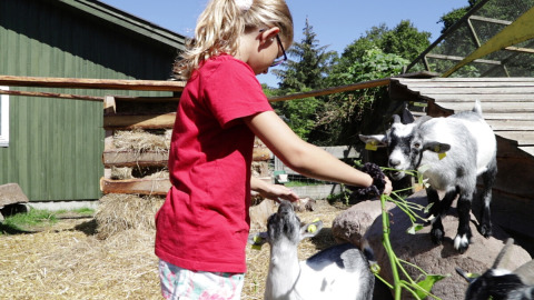 Niña alimenta cabras con plantas verdes en Rosenvold Strand Camping, parque vacacional en Dinamarca.