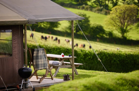 Tienda safari con terraza privada y barbacoa en Feather Down Treganhoe Farm, Reino Unido, y vacas en el campo.