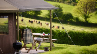 Udsigt fra safaritelt med møbler og grill på Feather Down Treganhoe Farm i Storbritannien, med græssende køer.
