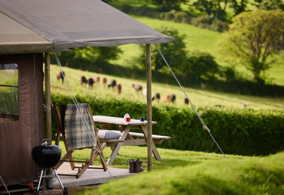 Tienda safari con terraza privada y barbacoa en Feather Down Treganhoe Farm, Reino Unido, y vacas en el campo.