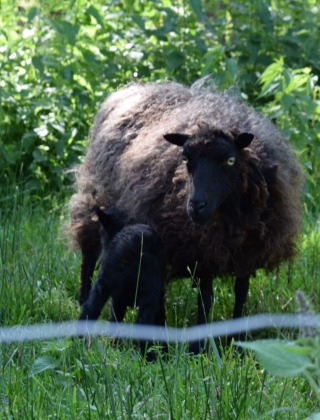 Oveja negra en el campo verde de Feather Down La Ferme de Penquelen Huella, Bretaña, Francia.
