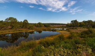 Landscape photo of a tranquil marsh surrounded by greenery near Heusden-Zolder in Belgian Limburg.