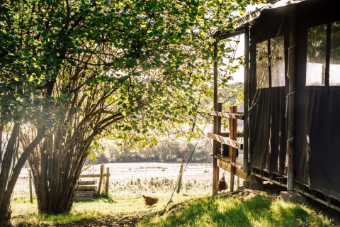 Sollys gennem træer ved et safaritelts veranda på Sunninglye Farm i Storbritannien, med høns i græsset.